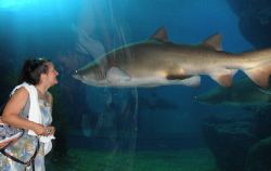 Siam Ocean World, encounter with a tooth-ragged shark by Gordana Zdjelar 